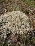 Cladonia rangiferina