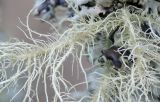 Usnea hirta