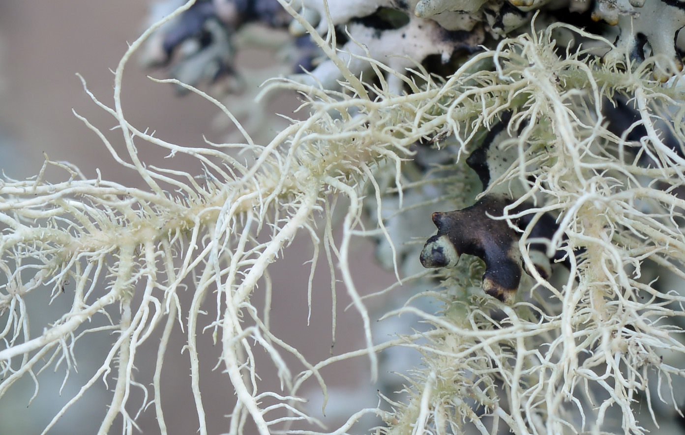 Image of Usnea hirta specimen.