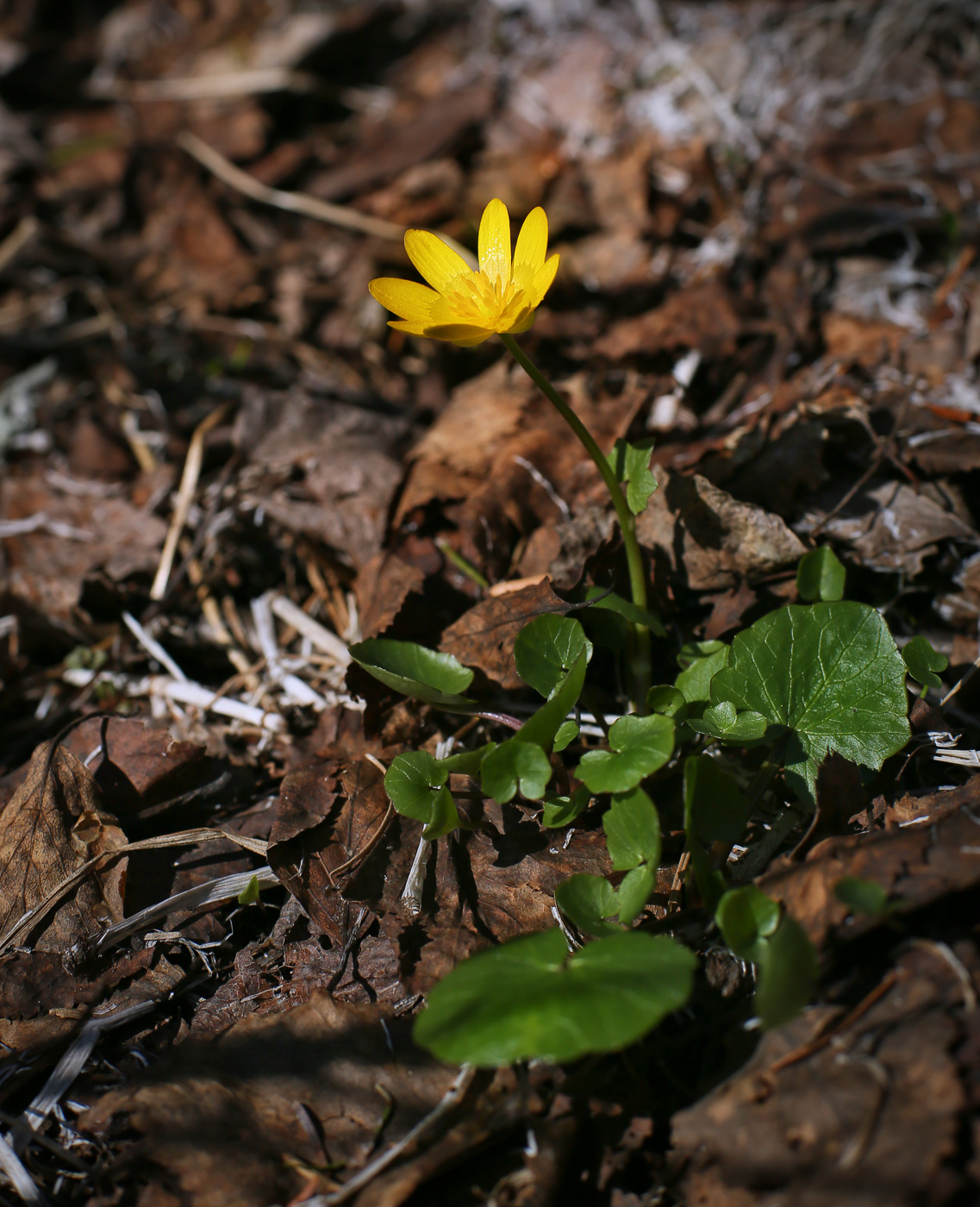 Image of Ficaria verna specimen.