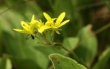 Saxifraga hirculus