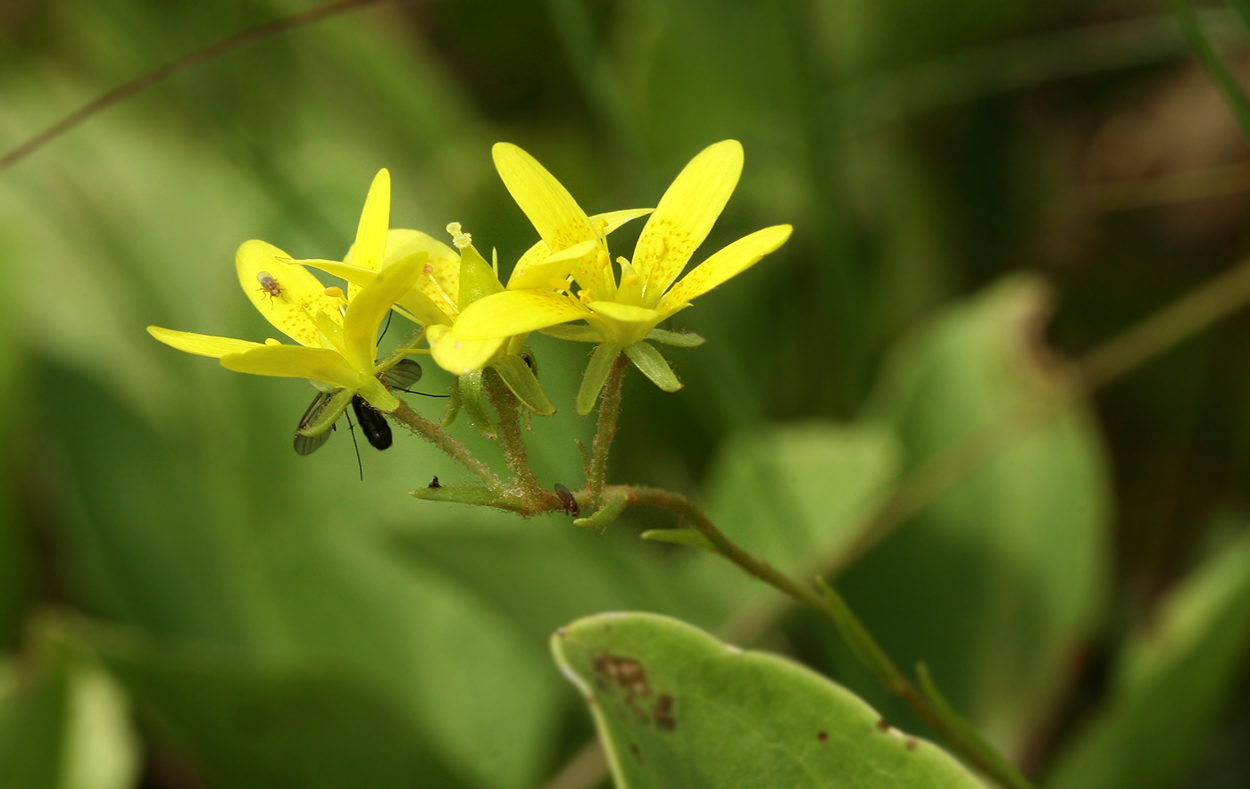 Изображение особи Saxifraga hirculus.