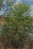 Populus diversifolia