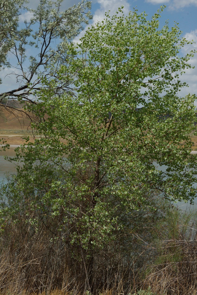 Image of Populus diversifolia specimen.