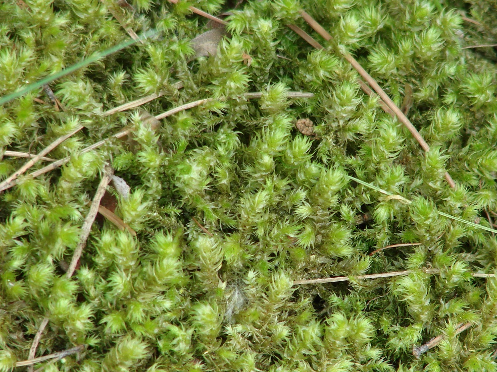 Image of Rhytidiadelphus triquetrus specimen.
