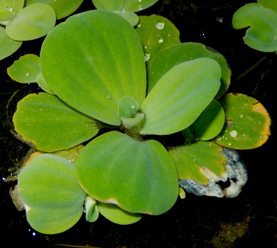 Изображение особи Pistia stratiotes.