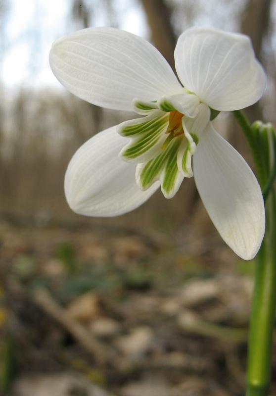 Image of Galanthus caucasicus specimen.