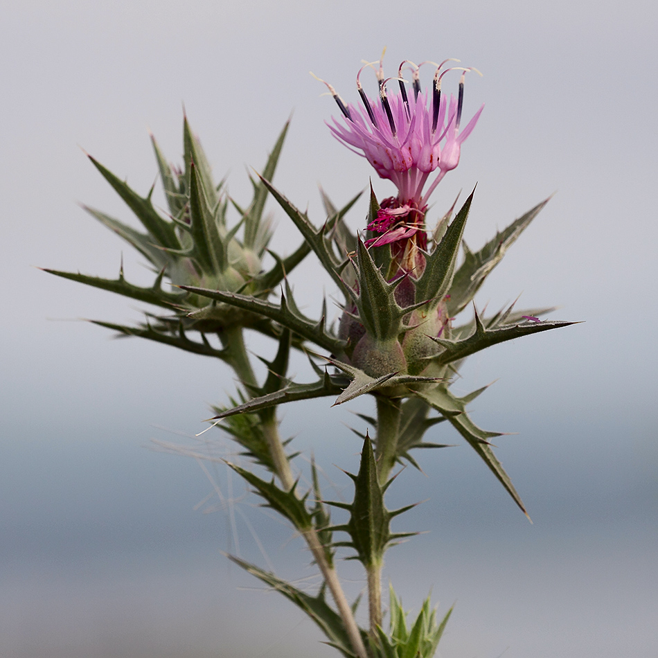 Image of Carthamus glaucus specimen.