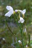 Cardamine dentata. Соцветие с цветками и завязями. Свердловская обл., окр. г. Североуральск, южная окраина Колонгинского водохранилища, болото. 26.06.2016.