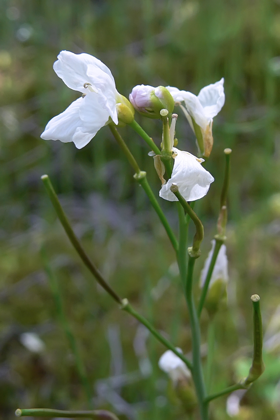 Image of Cardamine dentata specimen.