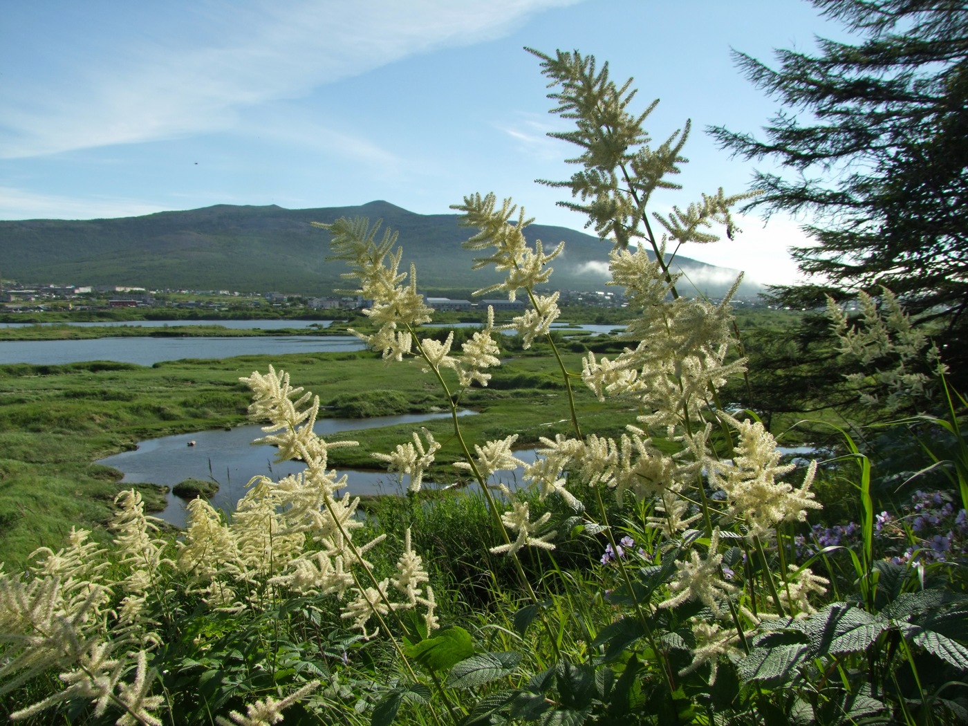 Изображение особи Aruncus dioicus.