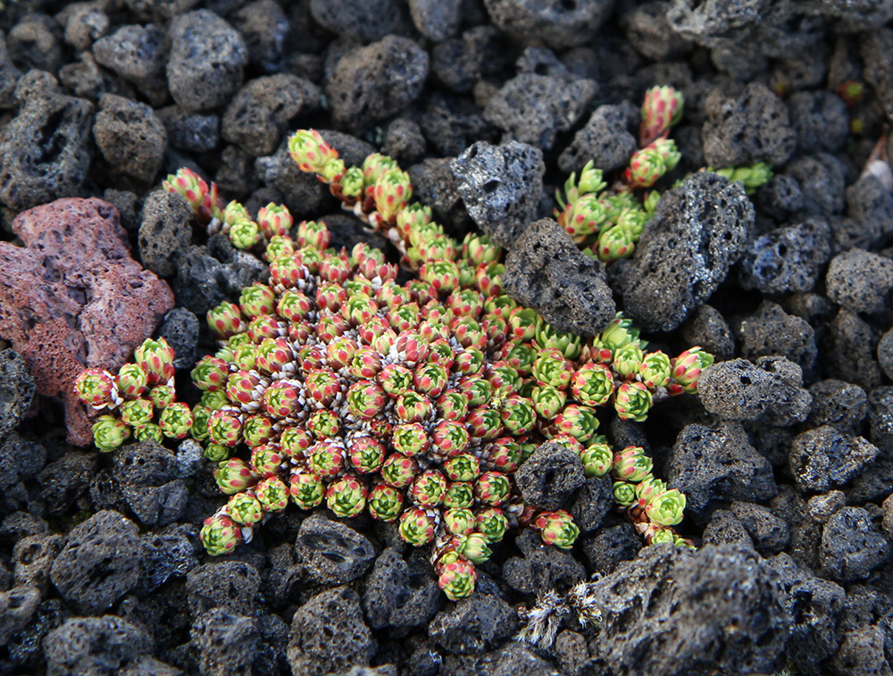 Изображение особи Saxifraga kruhsiana.