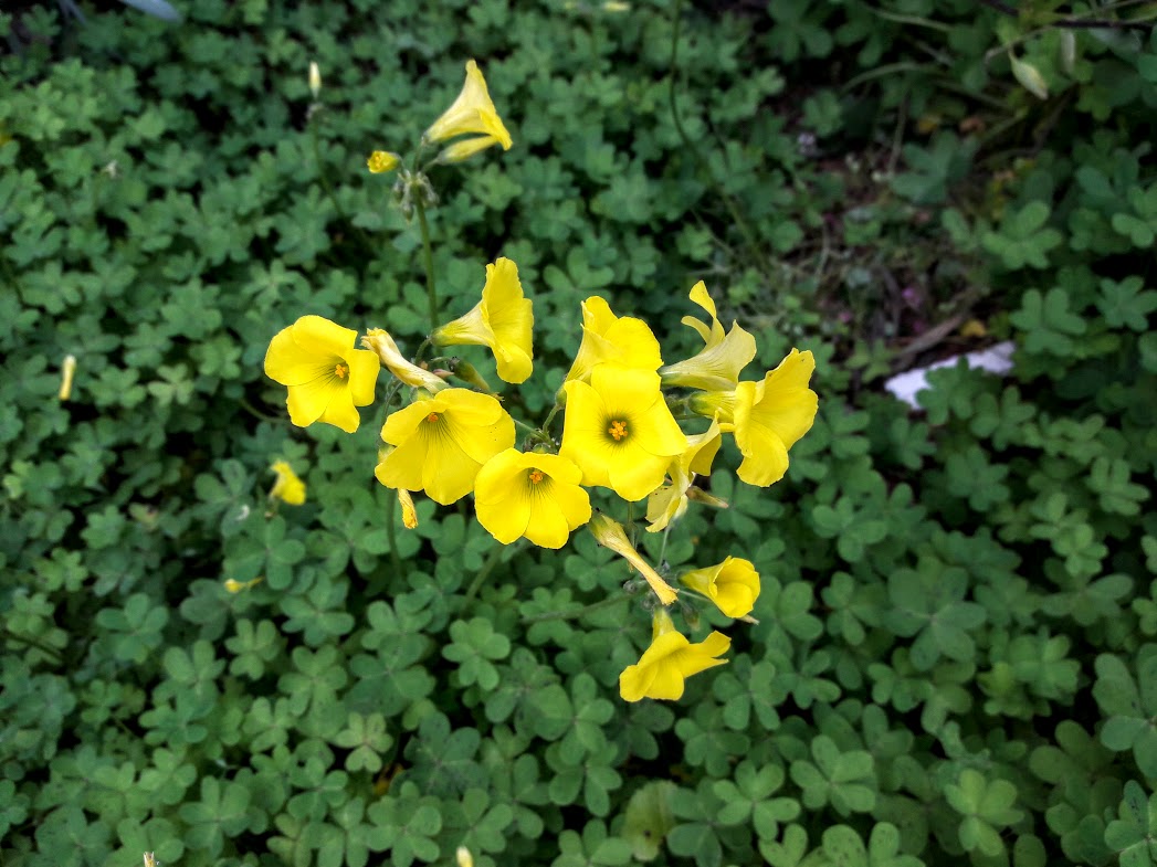 Image of Oxalis pes-caprae specimen.