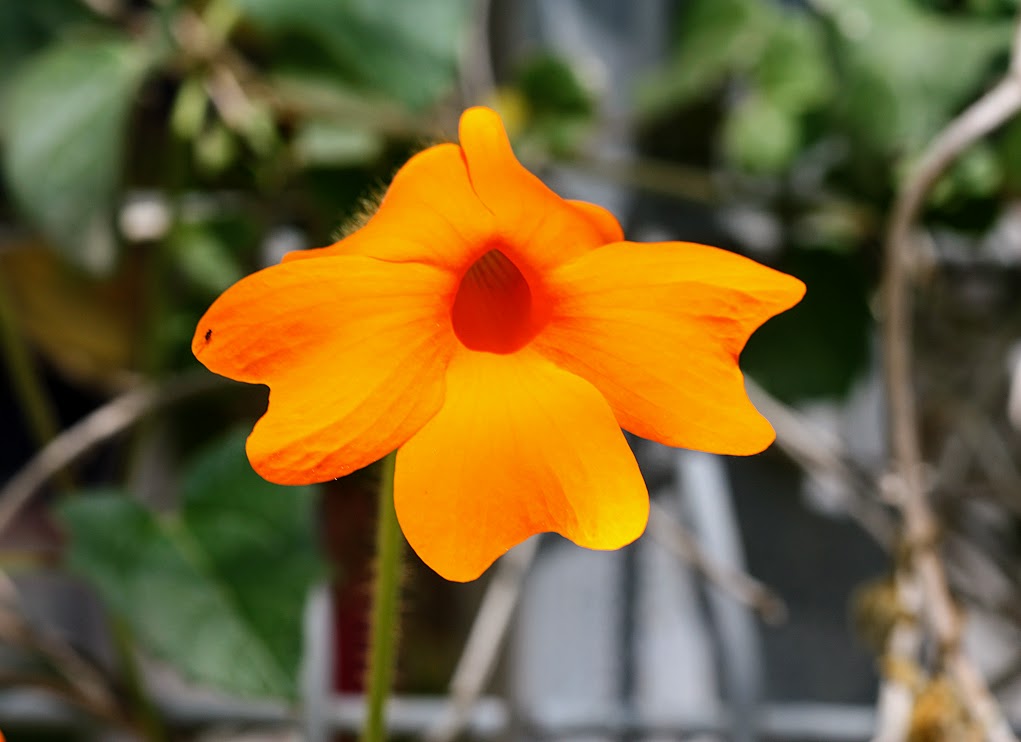 Изображение особи Thunbergia gregorii.