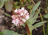 Valeriana tuberosa. Соцветие. Украина, г. Запорожье, восточная окраина, долина р. Мокрая Московка, луговая степь. 08.04.2017.