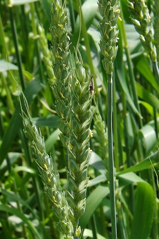Image of Triticum aestivum specimen.