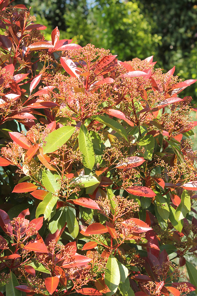 Image of Photinia &times; fraseri specimen.