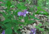 Lathyrus laxiflorus