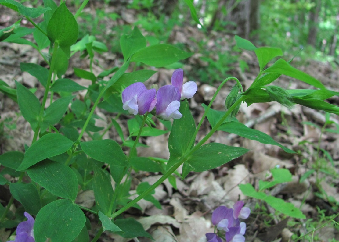 Image of Lathyrus laxiflorus specimen.