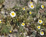genus Tripleurospermum. Цветущие растения. Армения, Армавирская обл., г. Вагаршапат, около цер. Св. Гаянэ. 30.04.2017.