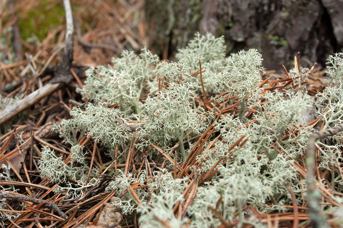 Image of Cladonia arbuscula specimen.