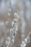 Salix gmelinii