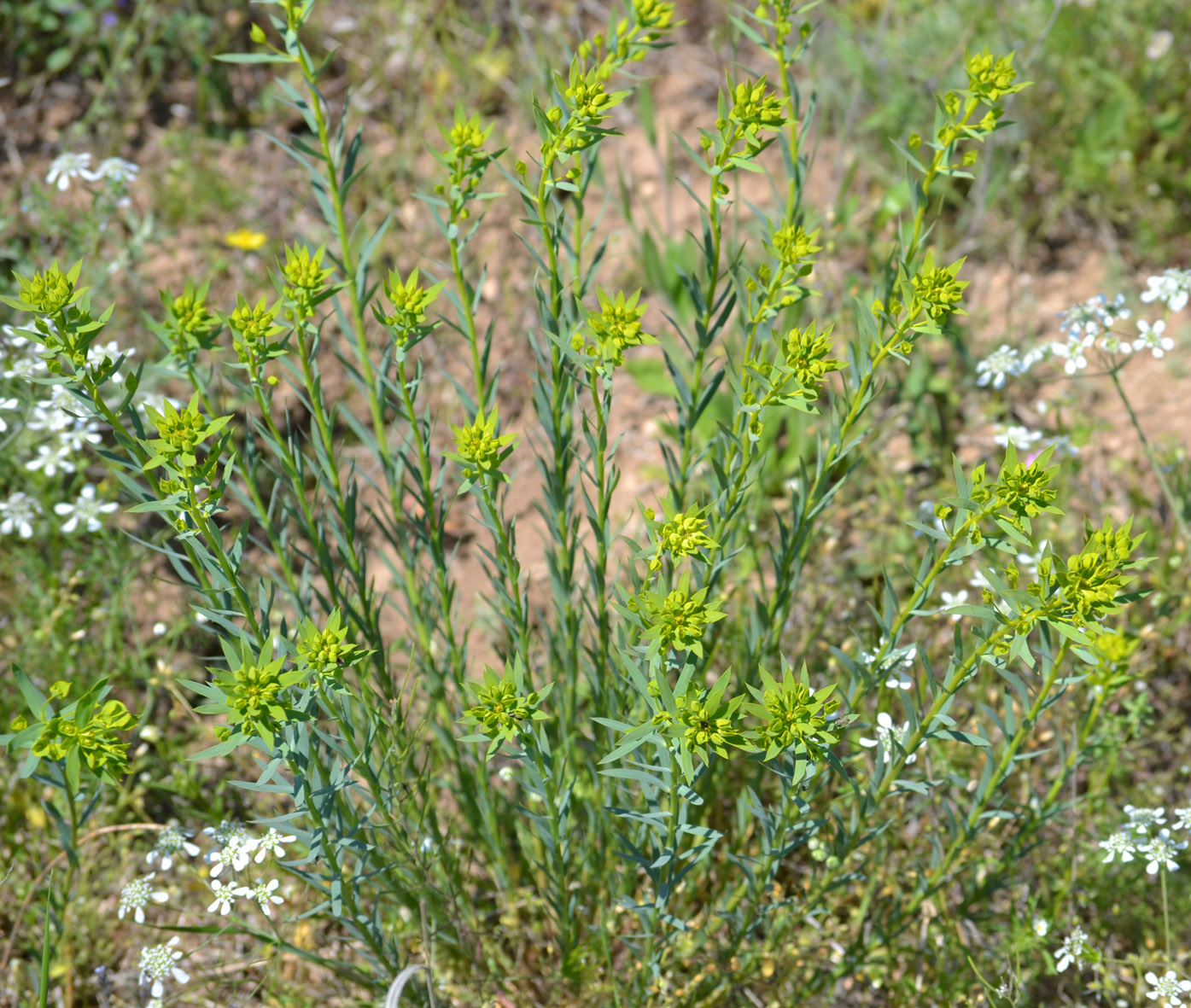 Изображение особи Euphorbia seguieriana.