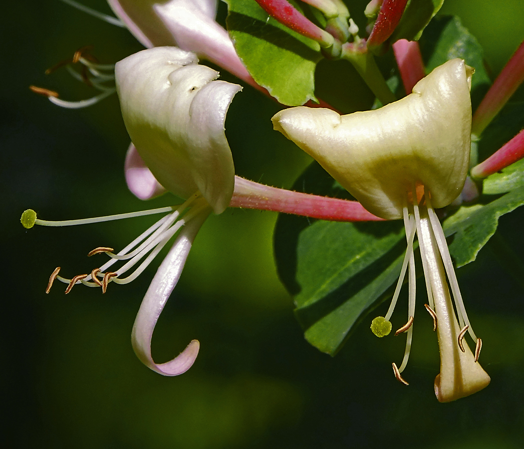 Изображение особи Lonicera caprifolium.