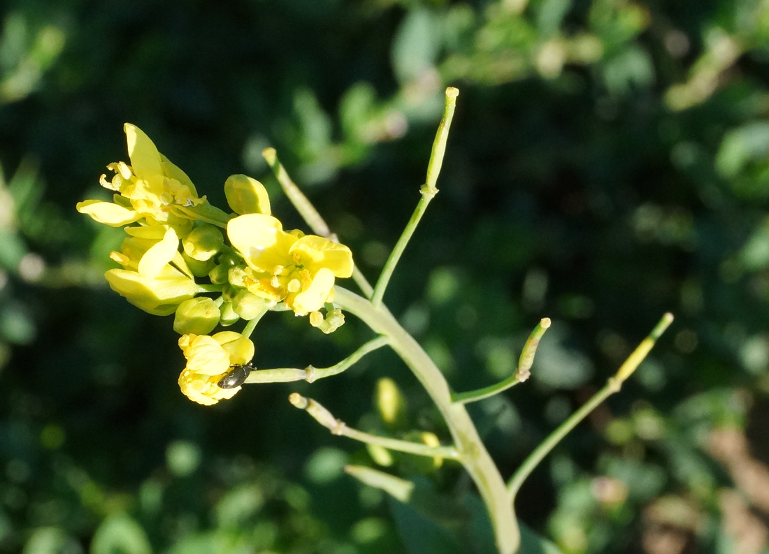 Image of Brassica campestris specimen.