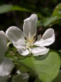 Malus prunifolia. Цветок. Санкт-Петербург, ботанический сад БИН РАН, в культуре. 07.06.2017.