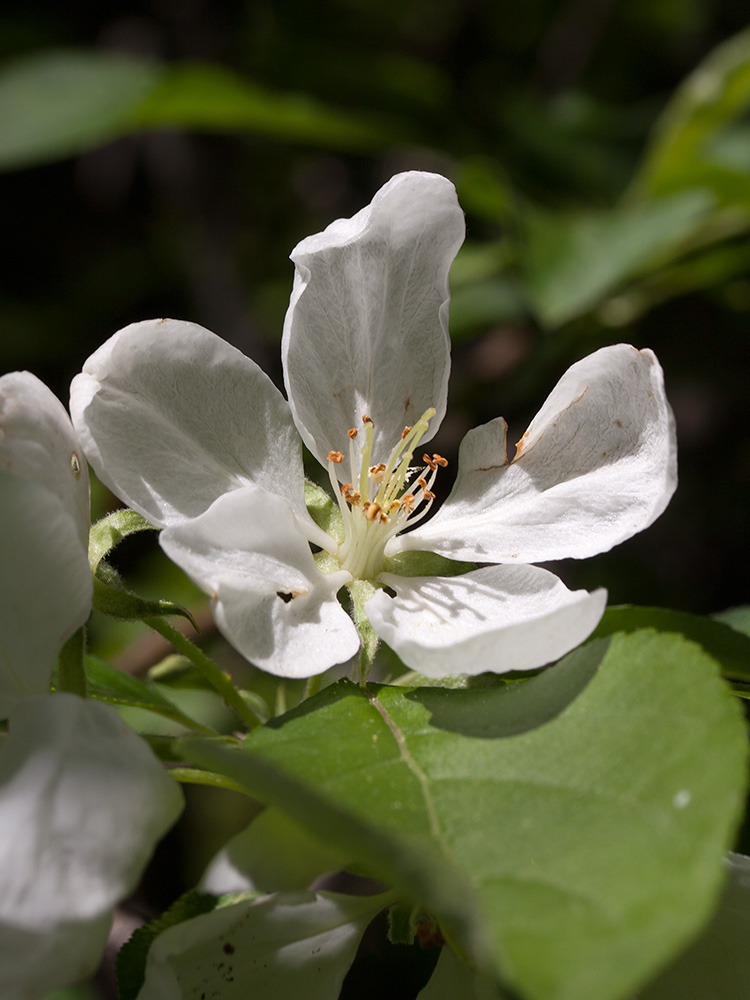 Image of Malus prunifolia specimen.