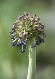 Primula denticulata