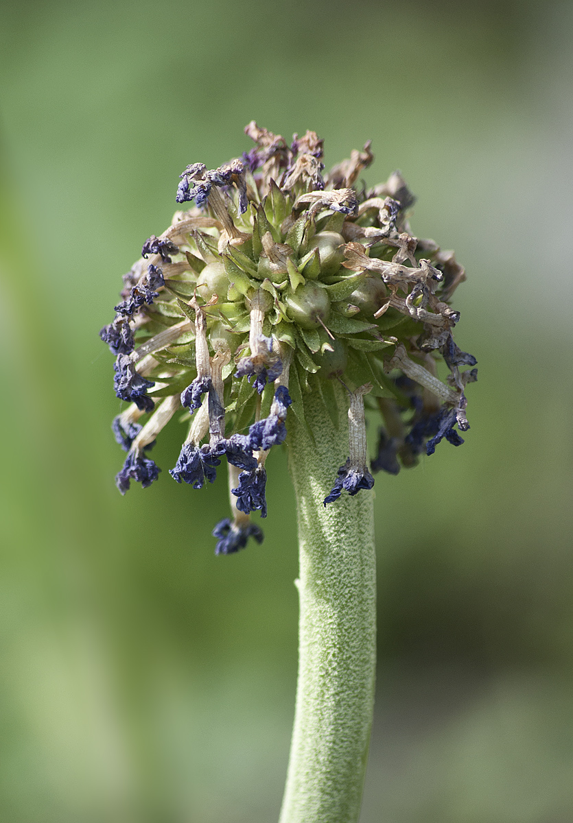 Image of Primula denticulata specimen.