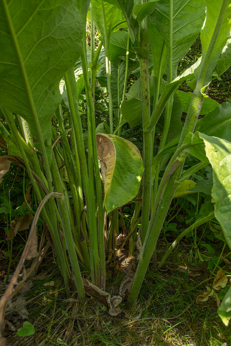 Image of Inula helenium specimen.