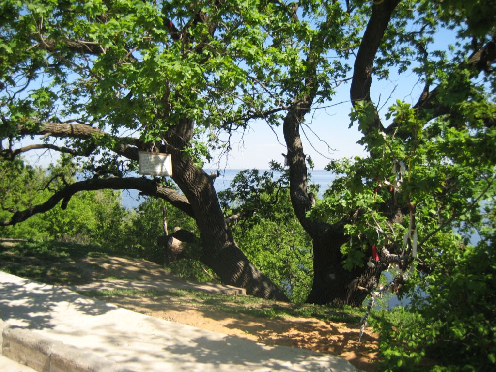 Изображение особи Quercus robur.