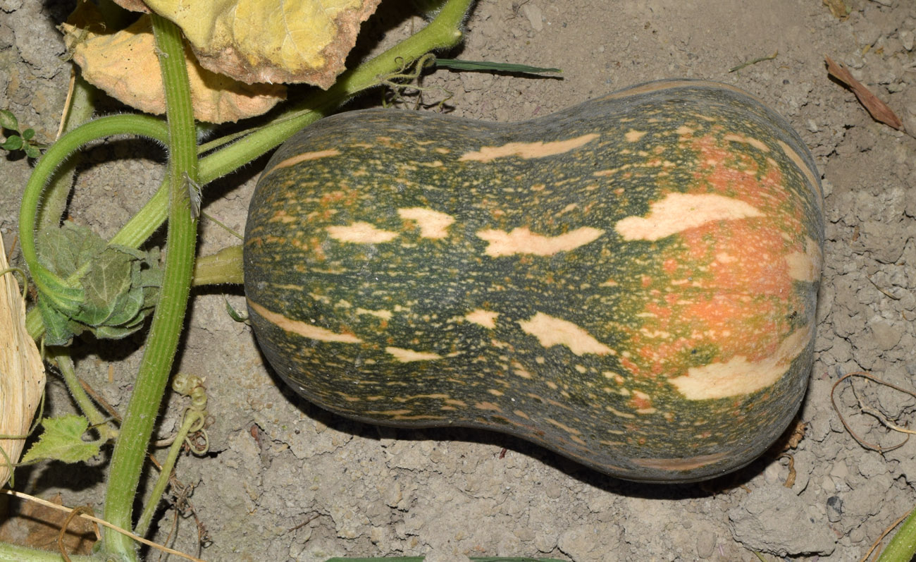 Image of Cucurbita pepo specimen.