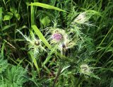 Cirsium obvallatum. Верхушка цветущего растения. Карачаево-Черкесия, Тебердинский заповедник, хр. Малая Хатипара, высокотравный луг. 13.07.2017.