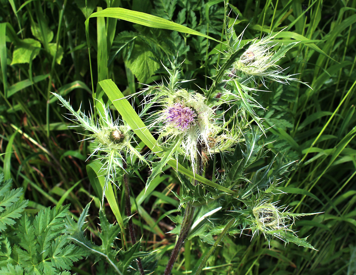 Изображение особи Cirsium obvallatum.