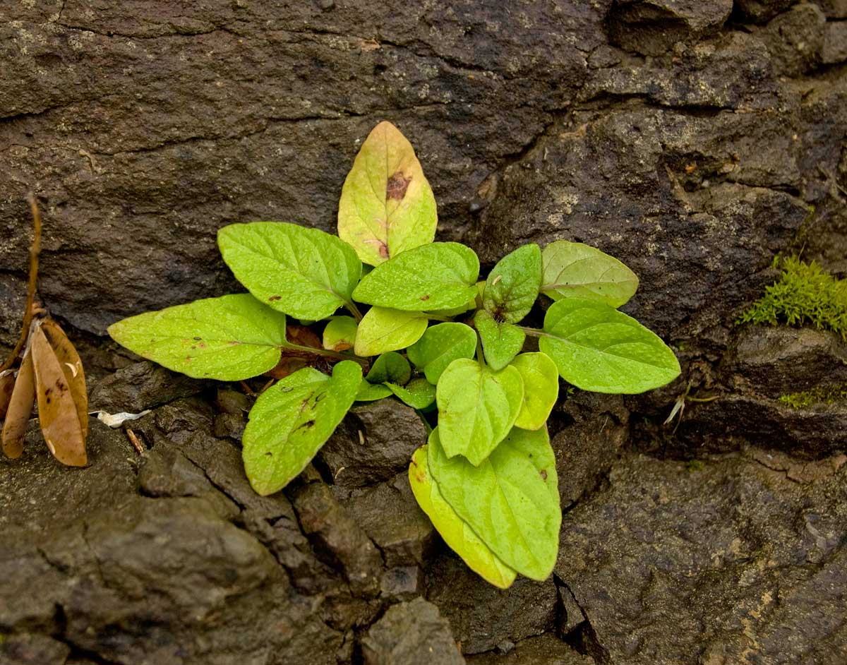 Image of Prunella vulgaris specimen.