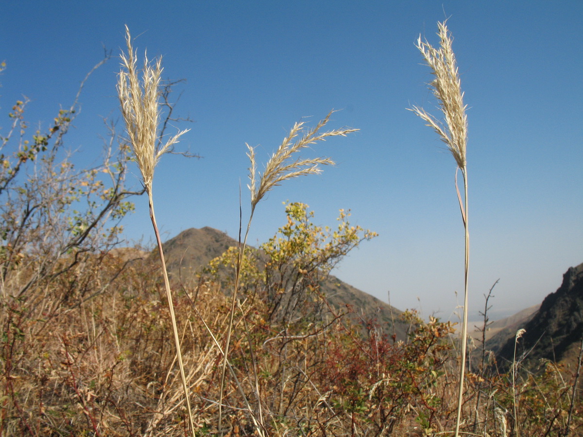 Изображение особи Bothriochloa ischaemum.