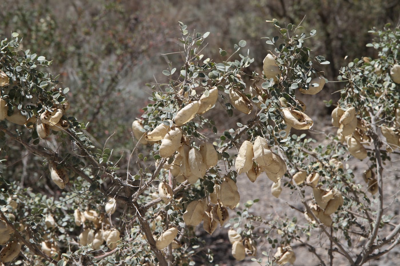 Image of Colutea paulsenii specimen.