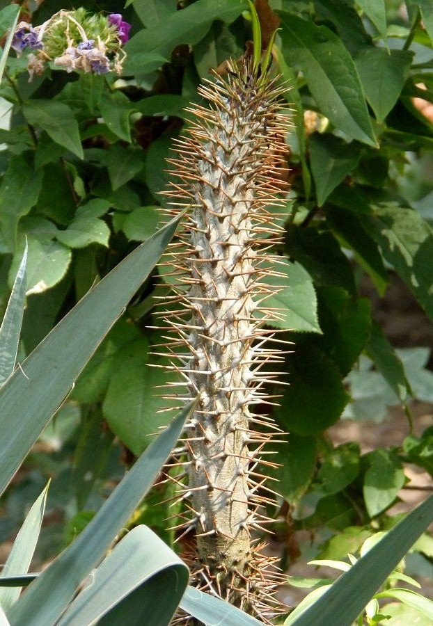 Image of Pachypodium lamerei specimen.
