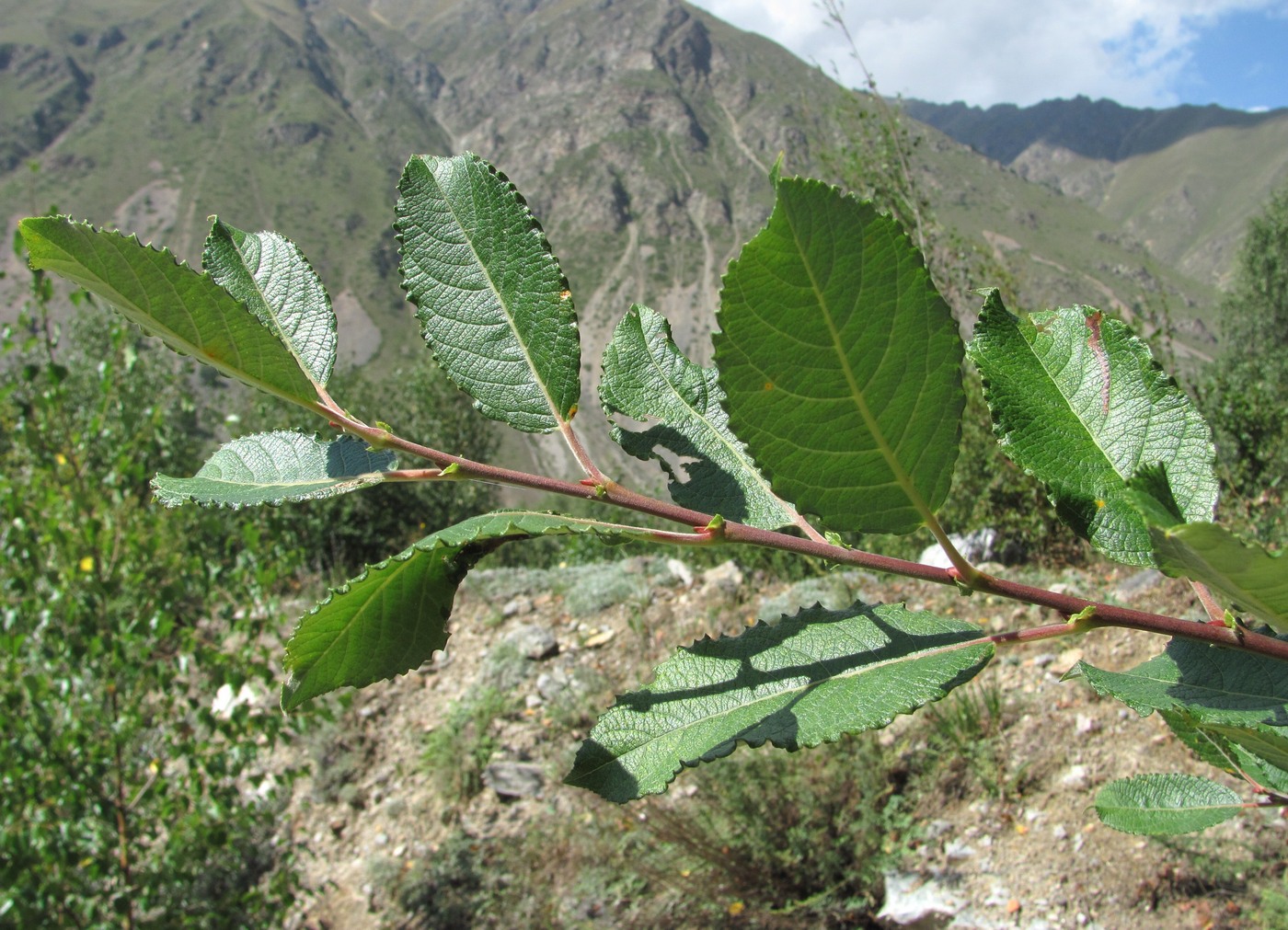 Image of Salix caprea specimen.