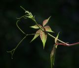 Parthenocissus quinquefolia