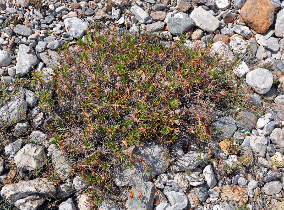 Image of genus Acantholimon specimen.