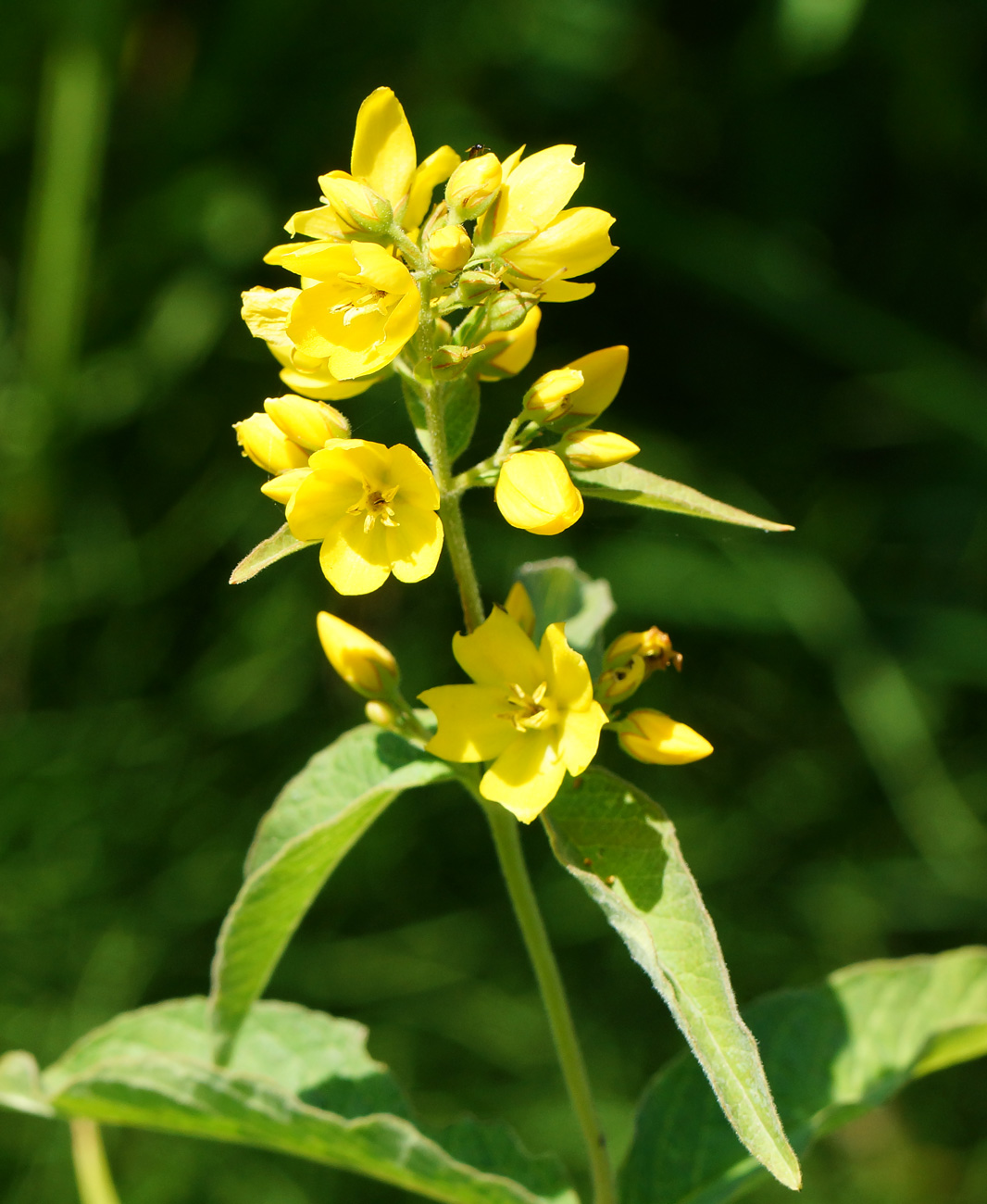 Изображение особи Lysimachia vulgaris.