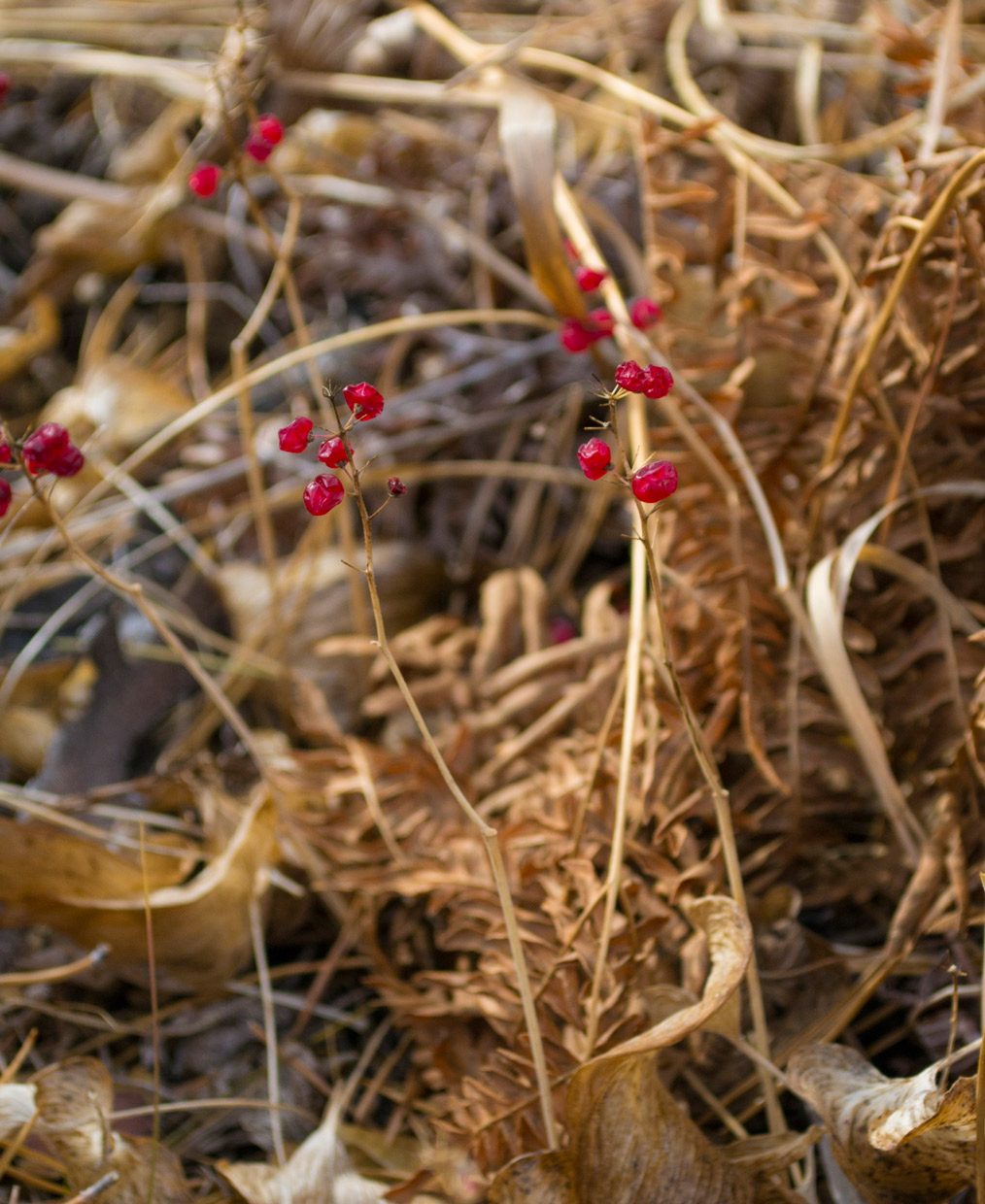 Изображение особи Maianthemum bifolium.