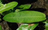 Persicaria amphibia