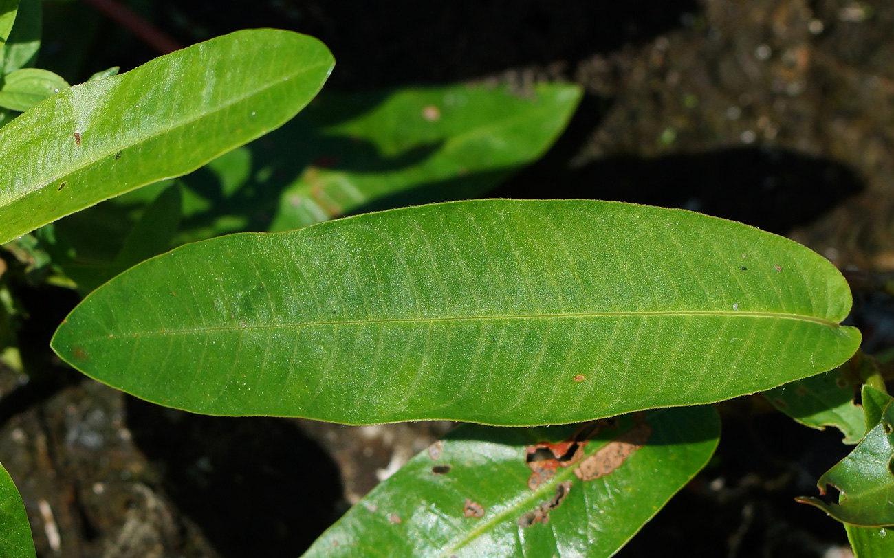 Image of Persicaria amphibia specimen.