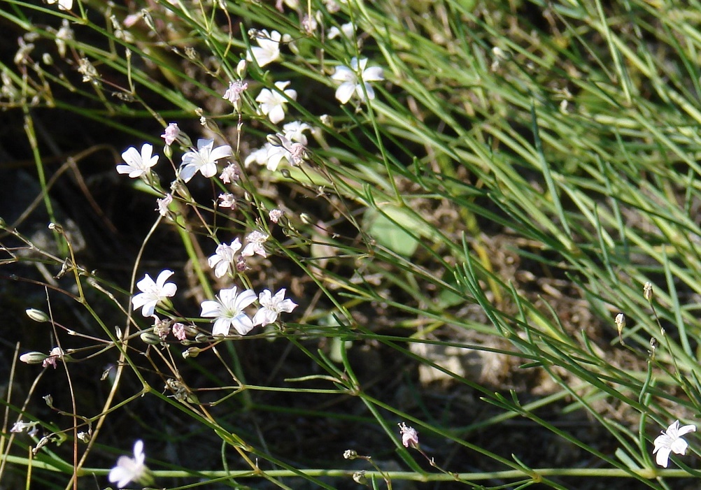 Изображение особи Gypsophila patrinii.